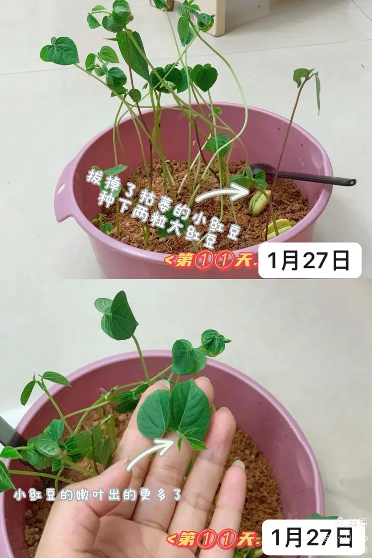 科学观察日记之红豆发芽